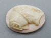 antique coral, natural coral, undyed coral, White coral, Italian coral, pacific coral, Sardinian Coral, sea coral, Mediterranean coral, Mediterranean Cameo, Mediterranean Angel skin, Angel skin Cameo, White Cameo, Asien coral, Asien Cameo, handcarved coral